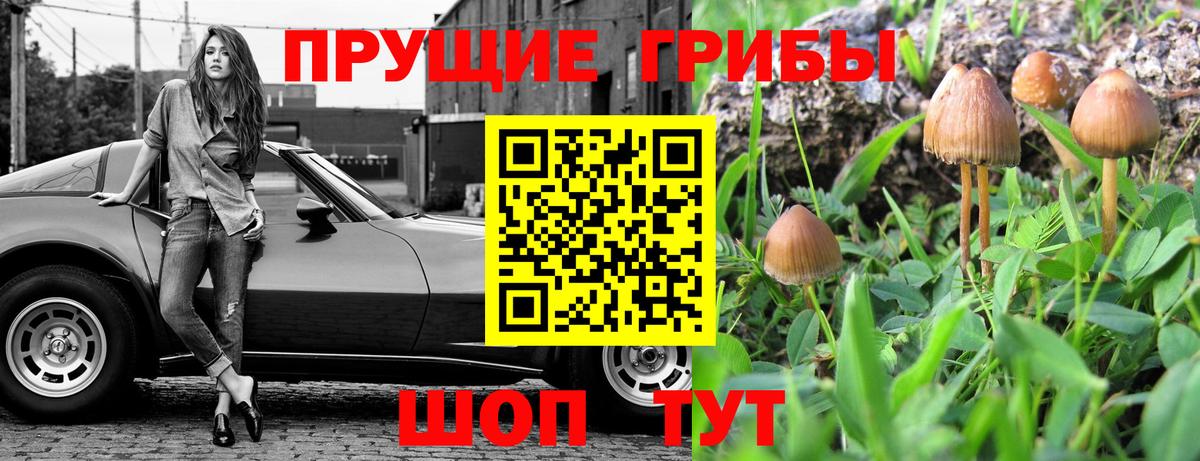 Галлюциногенные грибы Psilocybine cubensis Звенигород