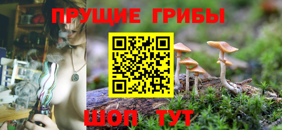 Звенигород  Галлюциногенные грибы Psilocybine cubensis  Вход с VPN 